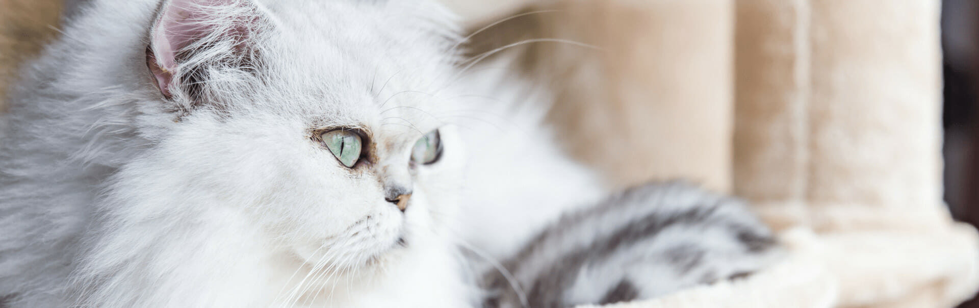 Chat blanc aux yeux bleus
