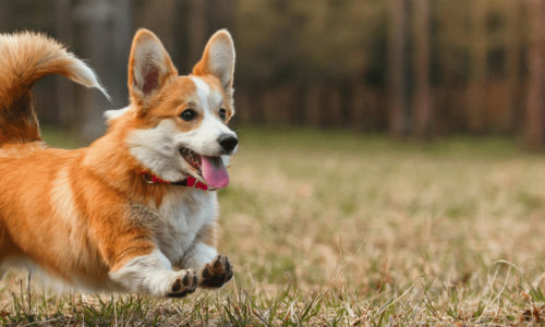 chien orange courant dans l'herbe verte