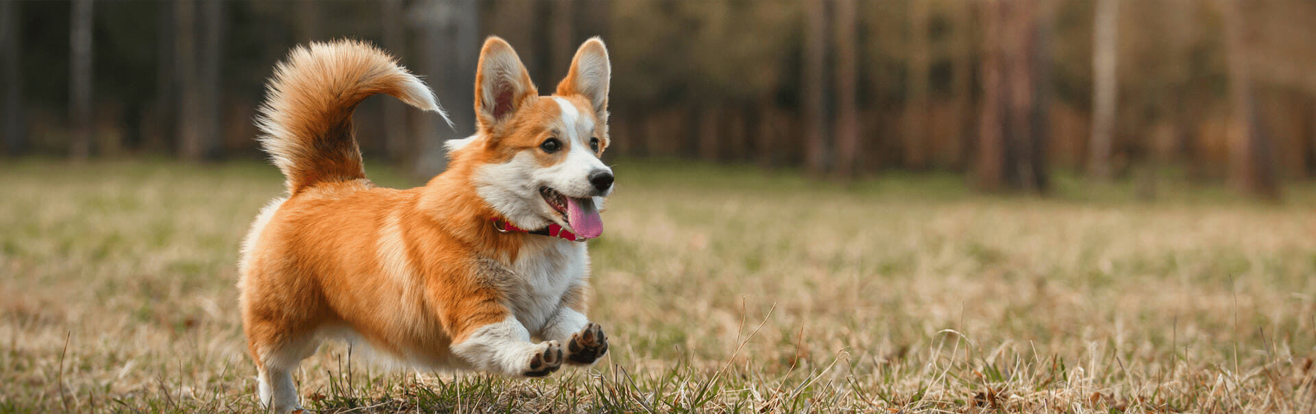 chien orange courant dans l'herbe verte